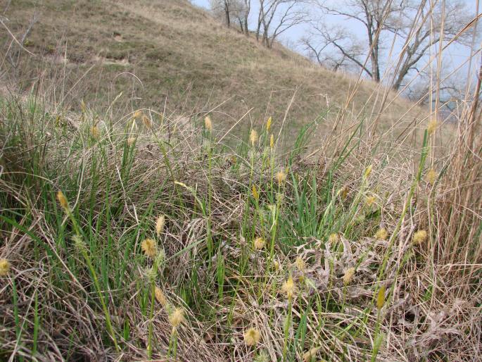 Carex michelli