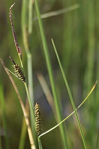 Carex nigra