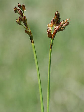 Carex ornithopoda