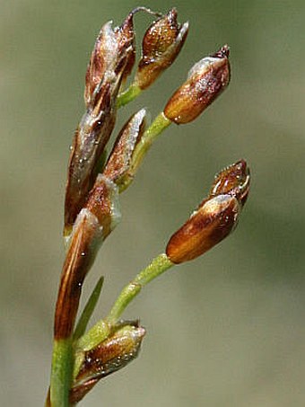 Carex ornithopoda