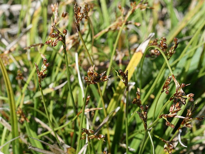 Carex ornithopoda