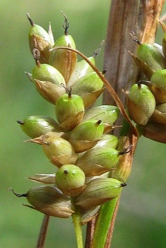 Carex pallescens