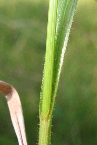 Carex pallescens