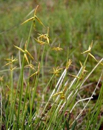 Carex pauciflora