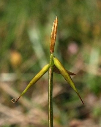 Carex pauciflora