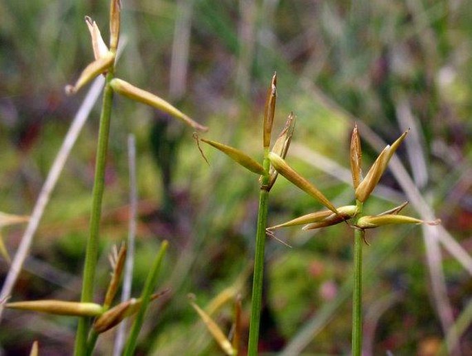 CAREX PAUCIFLORA Lightf. – ostřice chudokvětá / ostrica málokvetá