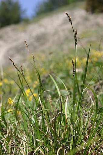 Carex pediformis rhizodes