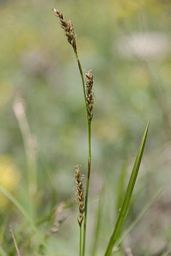 Carex rhizina