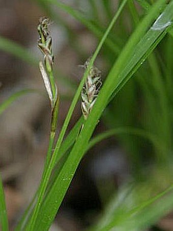 Carex rhizina