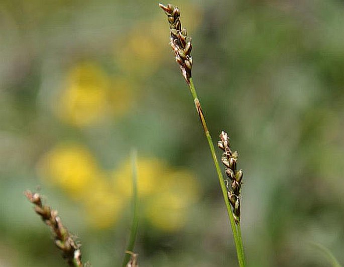 CAREX PEDIFORMIS subsp. RHIZODES (Blytt) H. Lindb. – ostřice tlapkatá oddenkatá / ostrica labkatá koreňujúca