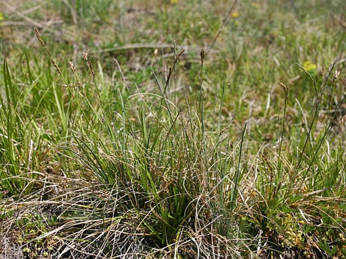 Carex rhizina