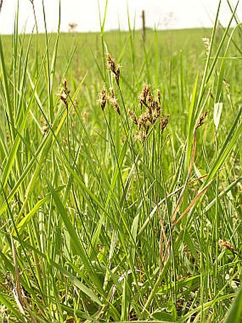 Carex praecox