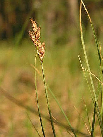 Carex praecox