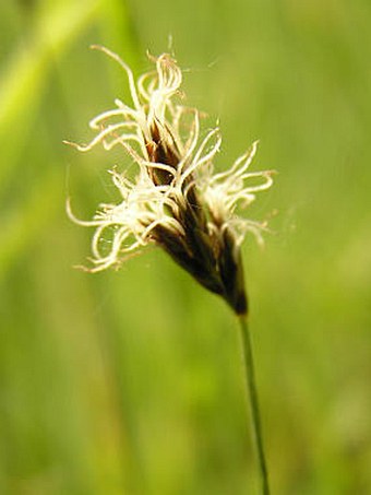 Carex praecox