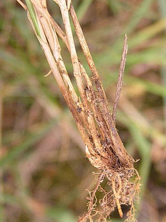 Carex praecox