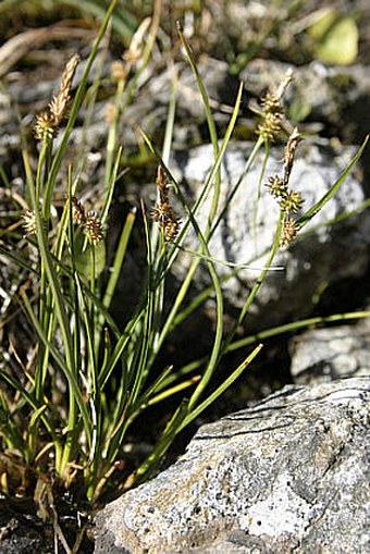 Carex derelicta