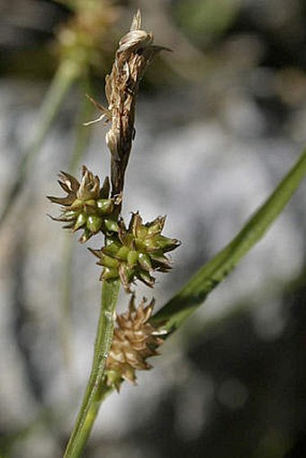 Carex derelicta