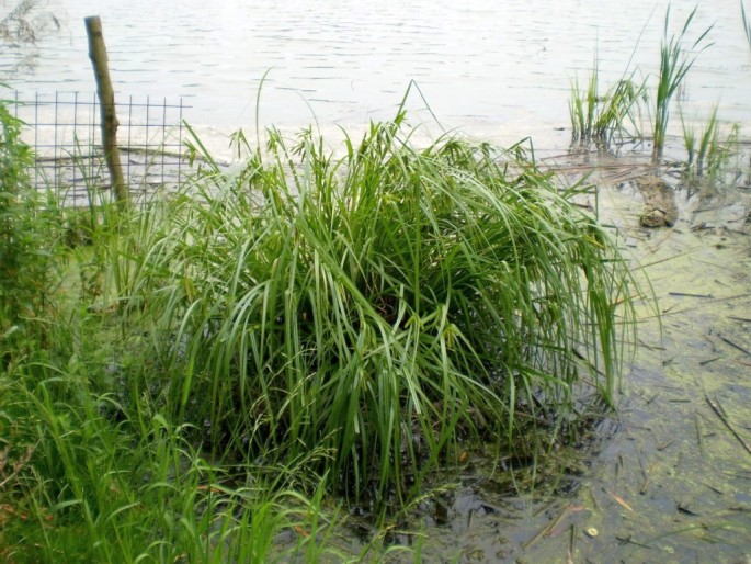 Carex pseudocyperus