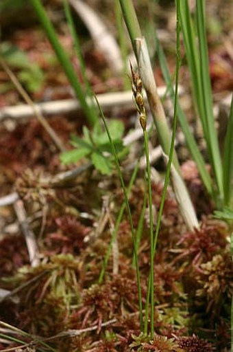 Carex pulicaris