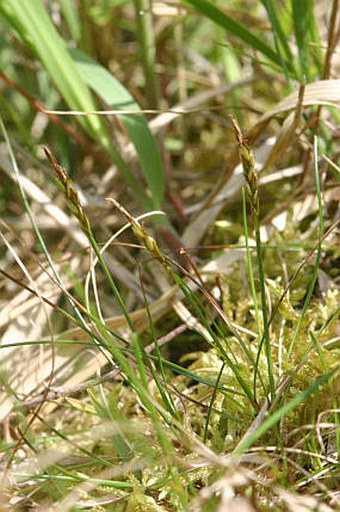 Carex pulicaris