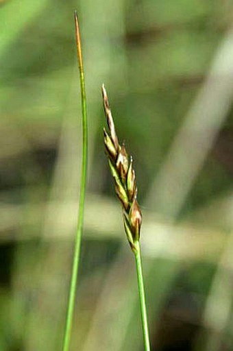 Carex pulicaris