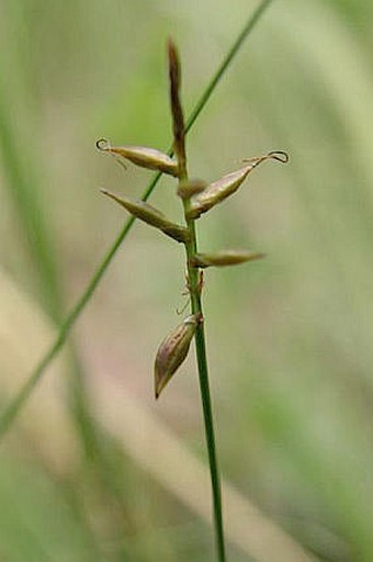 Carex pulicaris