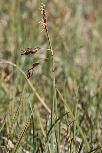 Carex rariflora