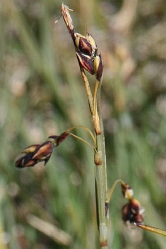 Carex rariflora