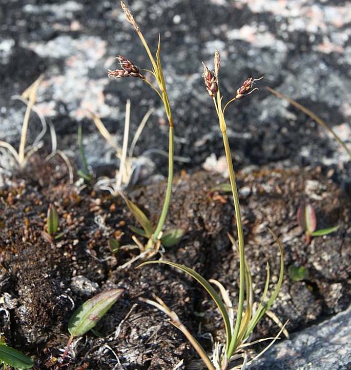 Carex rariflora