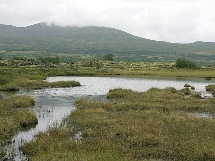 Carex rariflora