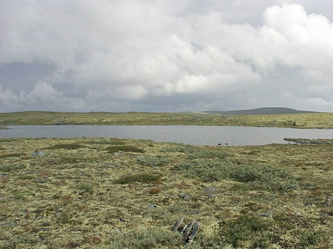 Carex rariflora