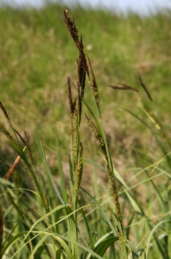 Carex riparia