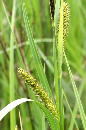 Carex riparia