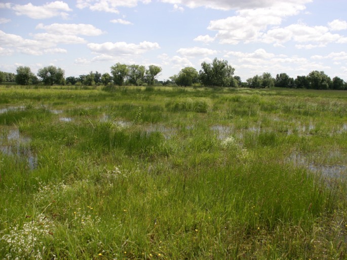 Carex riparia