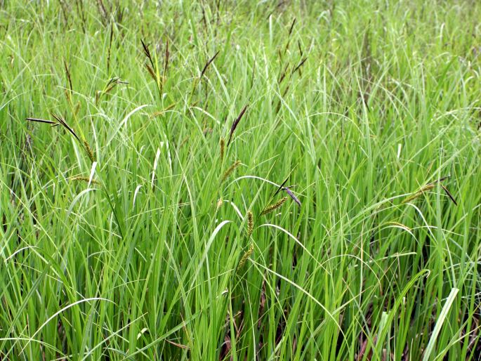 Carex riparia