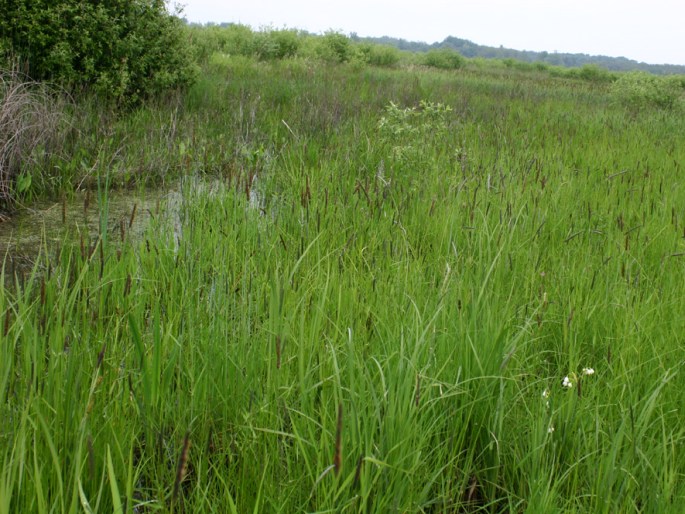 Carex riparia