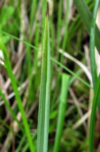 Carex rostrata