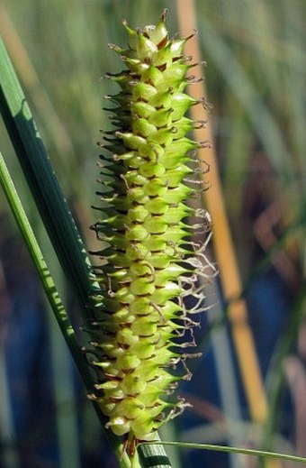 Carex rostrata