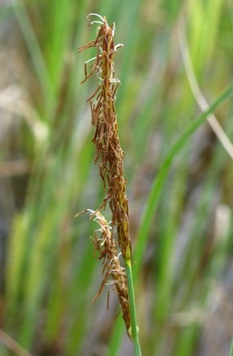 Carex rostrata