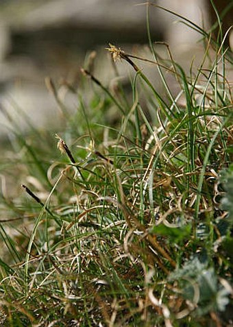 Carex rupestris