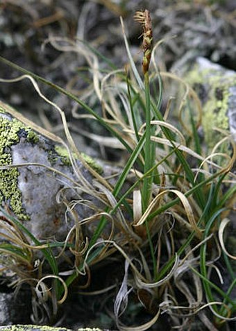 Carex rupestris