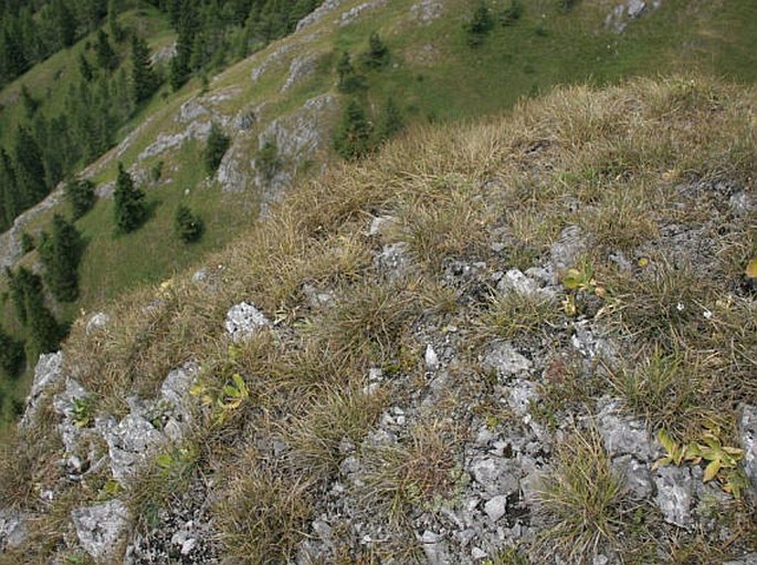 Carex rupestris