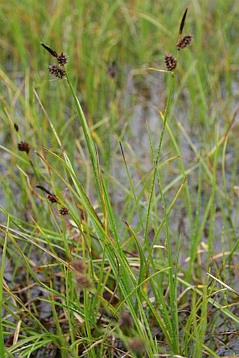 Carex saxatilis