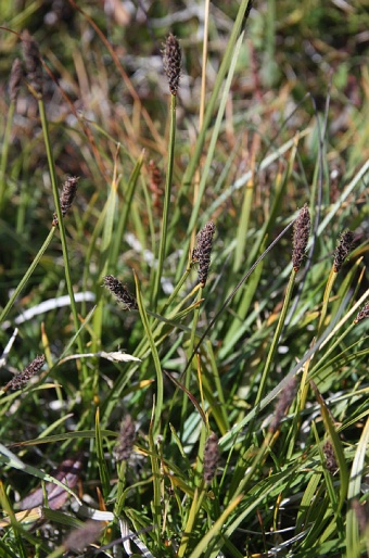 Carex scirpoidea