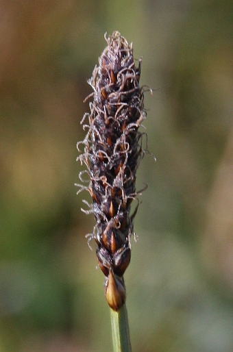 Carex scirpoidea