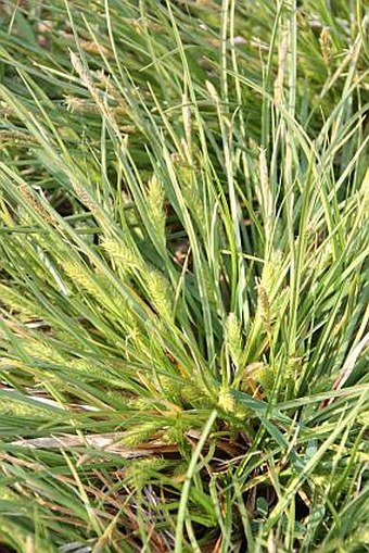 Carex secalina