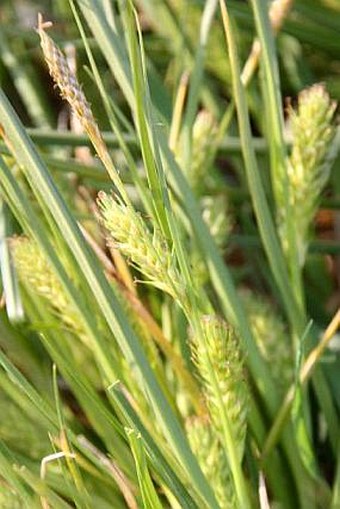 Carex secalina