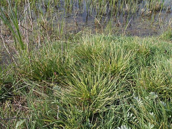 Carex secalina