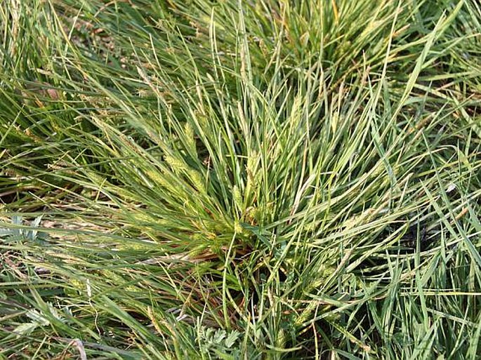 Carex secalina