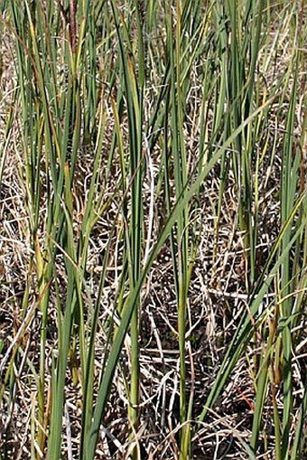 Carex aquatilis subsp. stans